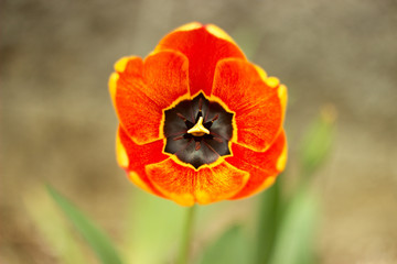 Beautiful tulip growing in the garden