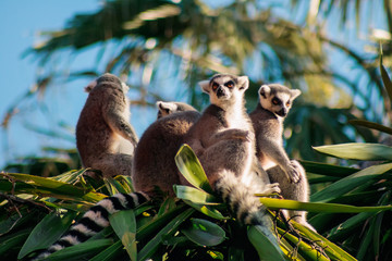 Fototapeta premium Ring-tailed Lemur (Lemur catta)