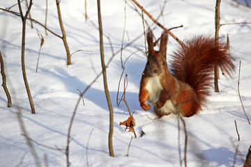 Cute fluffy squirrel eating nuts on a white snow in the winter f