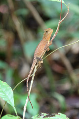 A chameleon walking on a branch.