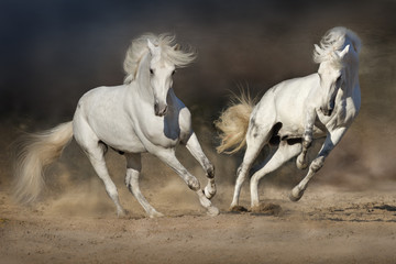 Fototapeta na wymiar Cople horse in motion in desert against dramatic dark background