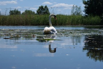 łabędź  © Sandra