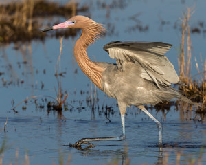 Reddish Egret Behavior at Merritt Island National Wildlife Refuge