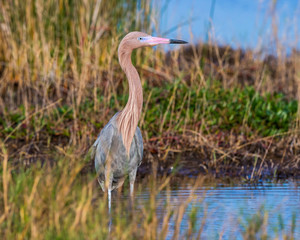 Reddish Egret Behavior at Merritt Island National Wildlife Refuge