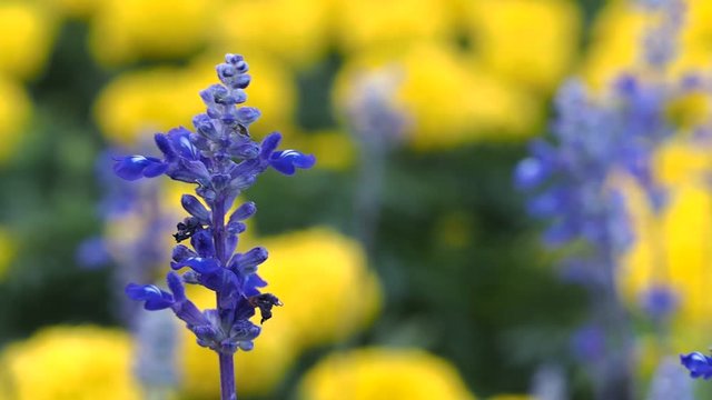 Purplish Blue Flowers Surrounded by Yellow Flowers in The Background