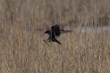Carrion Crow (Corvus corone)