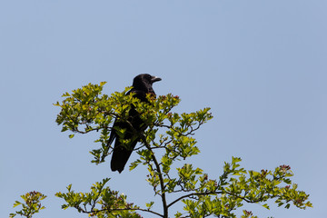 Carrion Crow (Corvus corone) sitting on tree with blue sky
