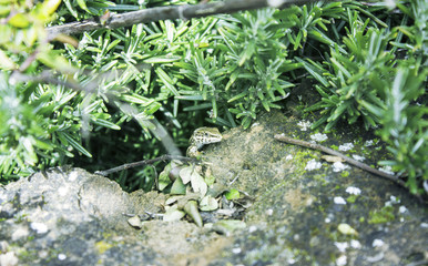 Lizard in the field
