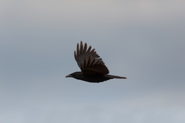 Carrion Crow (Corvus corone) in flight