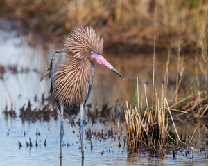 Reddish Egret Behavior at Merritt Island National Wildlife Refuge