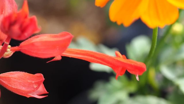 Red Scarlet Sage Flowers Shaking in The Wind,with Yellow Cosmos in Background
