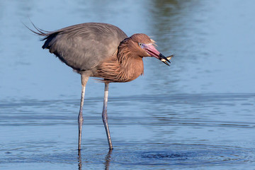 Reddish Egret Behavior at Merritt Island National Wildlife Refuge