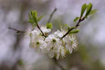 white blossoms in a spring day