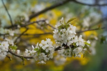 Obraz premium white blossoms in a spring day