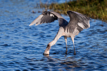 Reddish Egret Behavior at Merritt Island National Wildlife Refuge