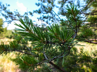 Green sprigs pine
