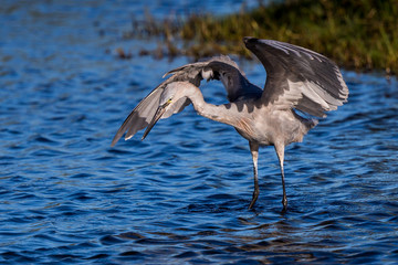 Reddish Egret Behavior at Merritt Island National Wildlife Refuge