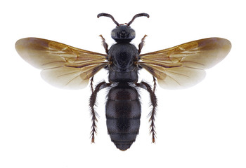 Wasp Scolia propodealis on a white background