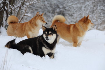 Shiba Inu