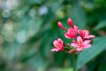 Jatropha integerrima flower, Peregrina or Spicy Jatropha, soft floral background