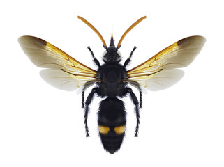 Wasp Megascolia bidens (male) on a white background