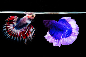 Obraz premium Siamese red and blue fighting fish isolated on black background.