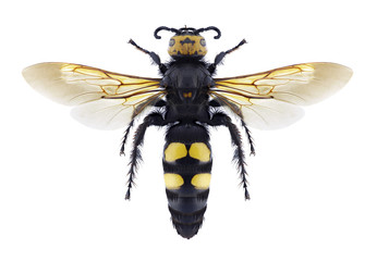 Wasp Megascolia maculata flavifrons on a white background