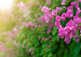 Mexican Creeper flower or Pueng Chom Pu  in the rays of the setting sun.