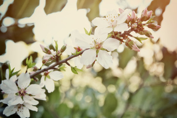 background of spring white cherry blossoms tree
