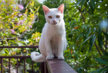 White cat