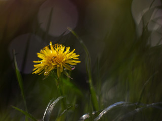 dandelion in the grass after rain