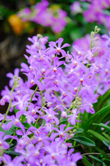 Obraz premium Orchid beautiful in garden at Thailand