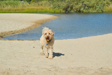 beige Bichon