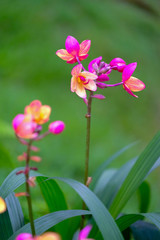Orchid beautiful in garden at Thailand