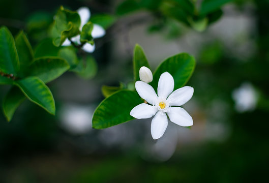 White Inda Flower or Wrightia antidysenterica R. Br. on green background