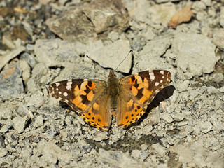 Fototapeta na wymiar butterfly (Vanessa cardui) resting on stones