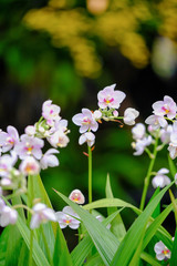 Orchid beautiful in garden at Thailand