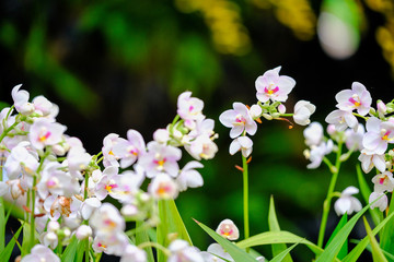 Obraz premium Orchid beautiful in garden at Thailand