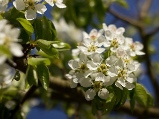 white blossoms on a spring day