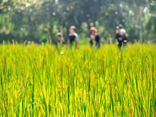 Naklejka na ściany i meble Rice Paddy Field with blurry background of people was walking.
