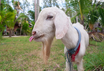 White goat