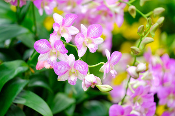 Obraz na płótnie Canvas Orchid beautiful in garden at Thailand