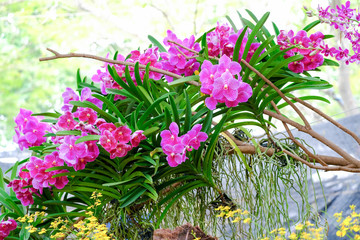 Orchid beautiful in garden at Thailand