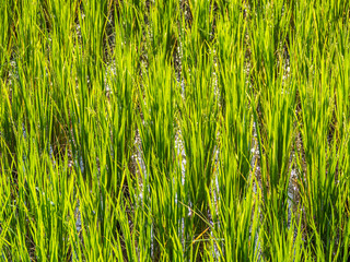 Nature background. Pattern Of Young Green Paddy Rice Field With