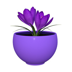3D Rendering Purple Crocus on White
