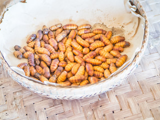 Life cycle of silkworm. Caterpillars in the basket.