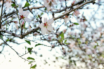 wooden table in front of spring cherry tree