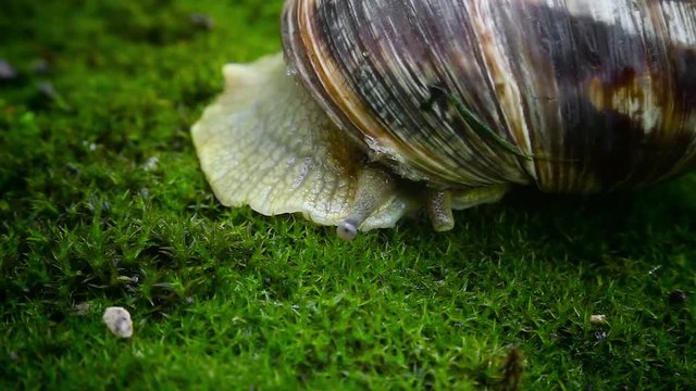Great Slug moves on moss, showing nice horns