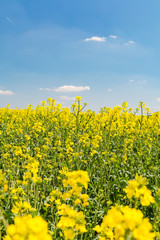 rapeseed field in spring