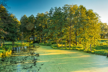 Obraz premium Scenic View Of Summer Sunny Forest Woods And Wild Bog. Nature.